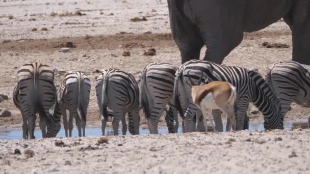 Stado Zebr Pijących Wodopoju Suchej Sawannie Parku Narodowym Etosha Namibia — Wideo stockowe