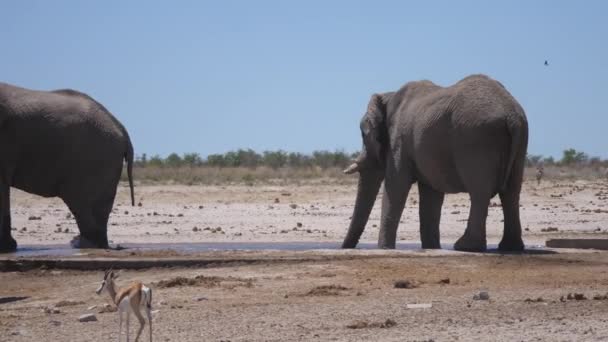 Elefante Salpica Con Barro Parque Nacional Etosha Namibia — Vídeos de Stock