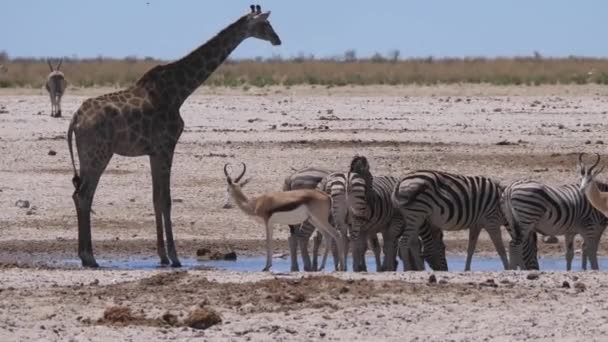 Giraffe Een Kudde Zebra Drinken Uit Een Waterput Een Droge — Stockvideo