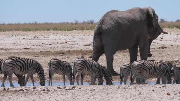 在纳米比亚的埃托沙国家公园 成群的斑马从一个水坑里吓跑了 跑掉了 — 图库视频影像