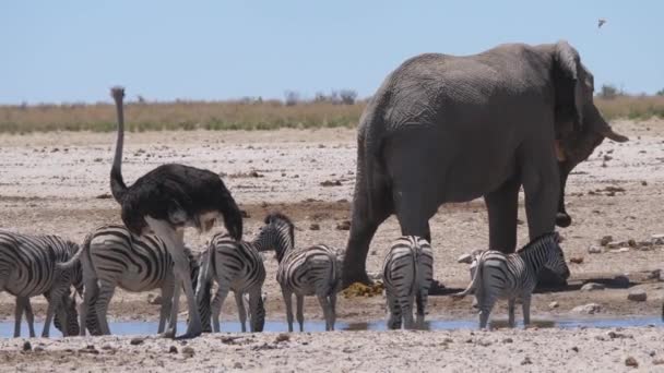 Αγέλη Ζέβρες Στρουθοκάμηλο Και Ελέφαντα Γύρω Από Μια Λίμνη Στο — Αρχείο Βίντεο