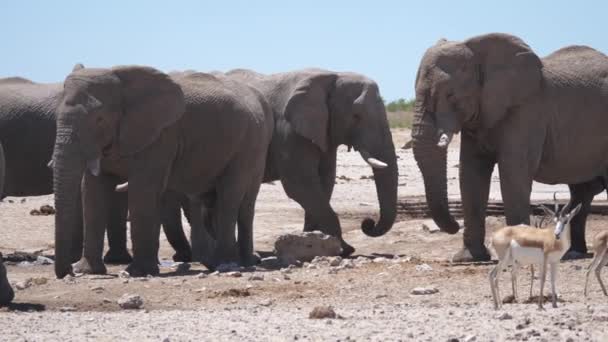 纳米比亚埃托沙国家公园的干旱草原上成群的大象 — 图库视频影像