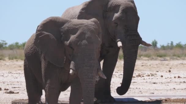 Zblízka Dvou Slonů Suché Savaně Národním Parku Etosha Namibie — Stock video