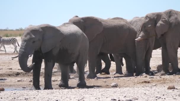 Elefante Salpica Con Agua Parque Nacional Etosha Namibia — Vídeos de Stock
