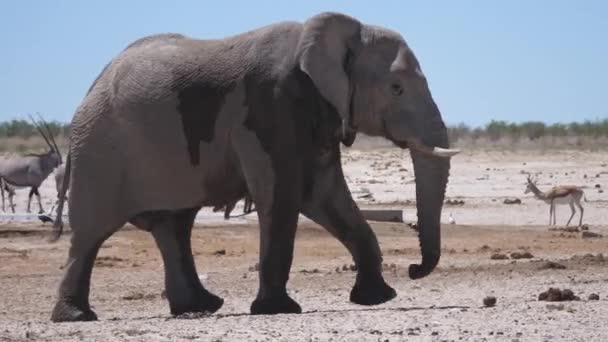 在纳米比亚的埃托沙国家公园 大象在干旱的稀树草原上散步 — 图库视频影像