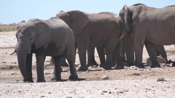 在纳米比亚的埃托沙国家公园 一头大象推着另一只大象 — 图库视频影像