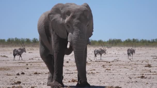 Elefante Solitario Una Sabana Seca Parque Nacional Etosha Namibia — Vídeos de Stock