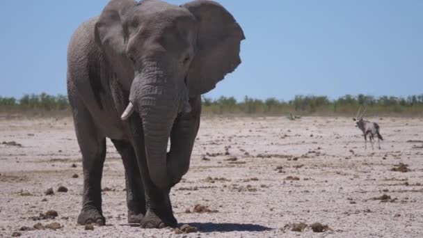 纳米比亚埃托沙国家公园一只孤独的大大象在干旱的稀树草原上 — 图库视频影像