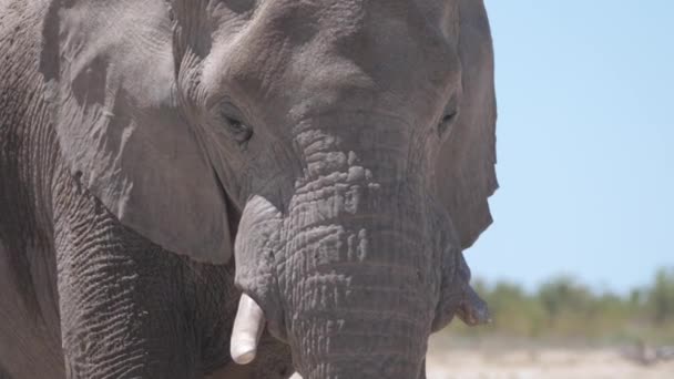 Cerca Elefante Parque Nacional Etosha Namibia — Vídeos de Stock