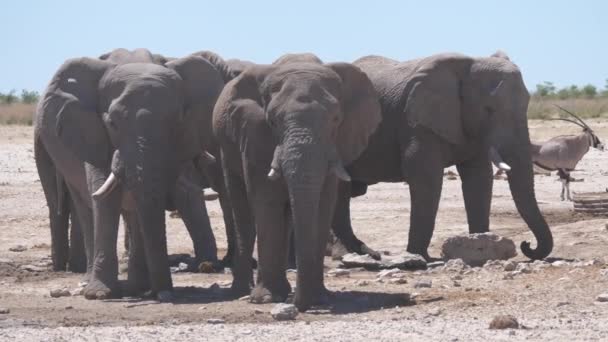 Elefántcsorda Száraz Szavannán Etosha Nemzeti Parkban Namíbiában — Stock videók