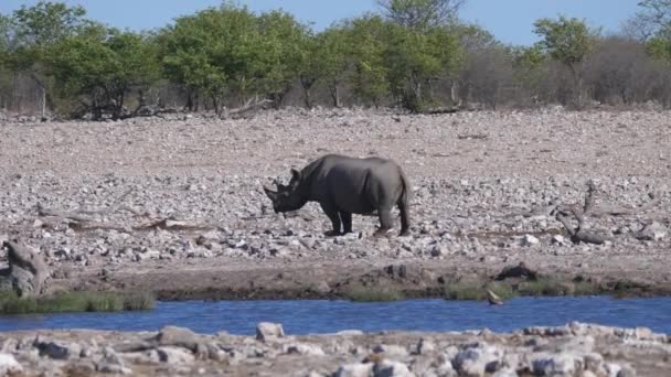 Samotny Nosorożec Stojący Skalistej Ciepłej Sawannie Parku Narodowym Etosha Namibia — Wideo stockowe