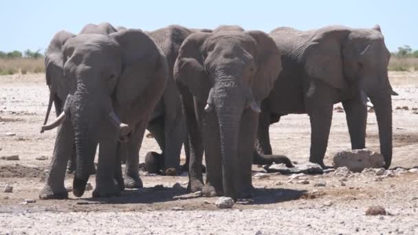 纳米比亚埃托沙国家公园的干旱草原上成群的大象 — 图库视频影像
