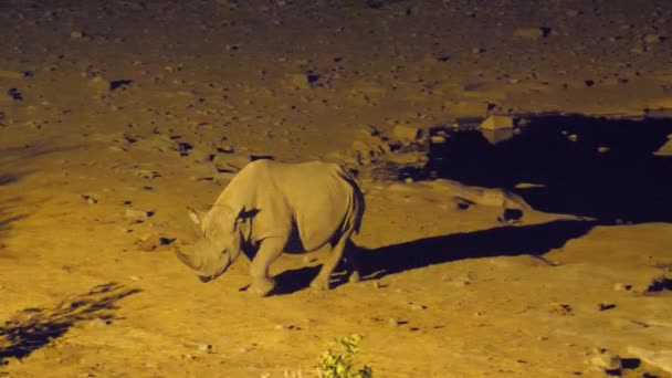 Jovem Rinoceronte Caminha Torno Buraco Água Durante Noite Parque Nacional — Vídeo de Stock