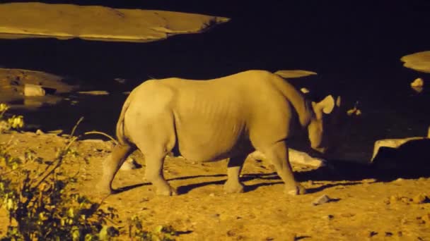 Rhino Περπατά Γύρω Από Ένα Νερόλακκο Κατά Διάρκεια Της Νύχτας — Αρχείο Βίντεο