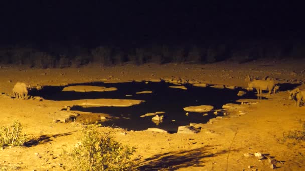 Gece Boyunca Etosha Ulusal Parkı Namibya Bir Birikintisi Etrafında Gergedanlar — Stok video