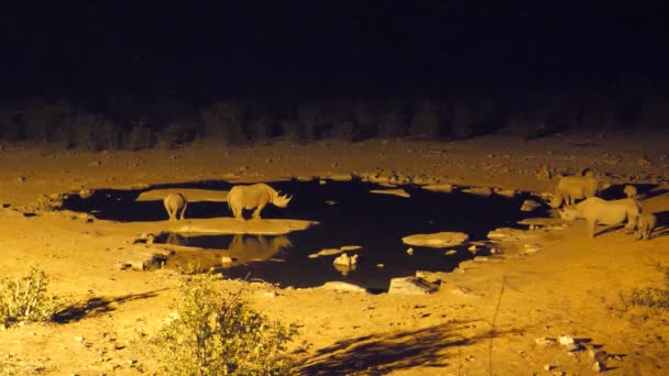 Noshörningar Med Sina Ungar Runt Ett Vattenhål Natten Etosha National — Stockvideo