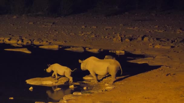 Rhino Con Suoi Piccoli Intorno Una Pozza Acqua Durante Notte — Video Stock
