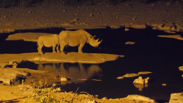 Rhino Con Sus Crías Alrededor Abrevadero Durante Noche Parque Nacional — Vídeo de stock