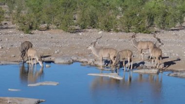 Bir göletin etrafındaki daha büyük bir kudus sürüsü.