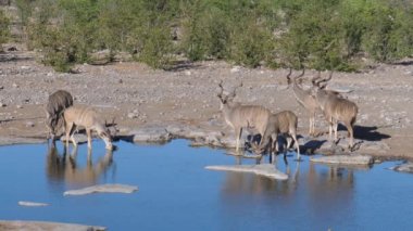 Bir göletin etrafındaki daha büyük bir kudus sürüsü.