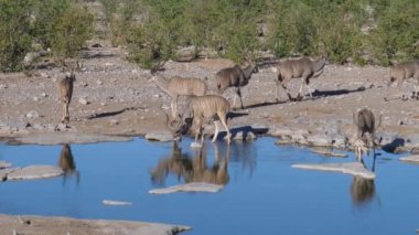 Göletten uzaklaşan daha büyük bir kudus sürüsü.