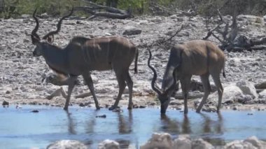 İki büyük kudus göletten su içiyor.