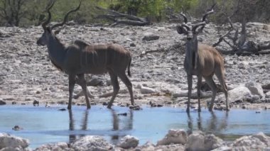 İki büyük kudus göletten su içiyor ve yukarı bakıyor.