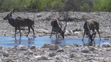 Üç büyük kudus göletten su içiyor ve yukarı bakıyor.