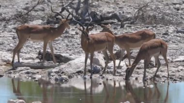 Impala sürüsü bir göletin etrafında