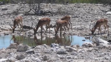 Impala sürüsü bir göletin etrafında