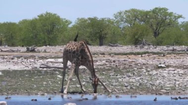 Göletten su içen zürafa.