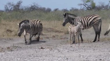 Kuru bir bozkırda zebra sürüsü
