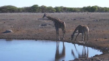 Zürafa gölden su içerken korkuyor.