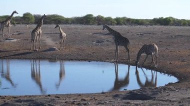 Su birikintisinin etrafında zürafa sürüsü