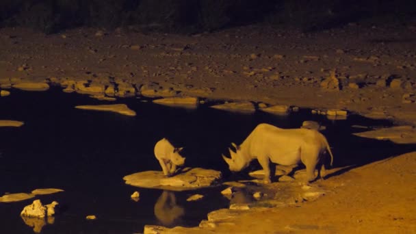 Rhino Con Suoi Piccoli Intorno Una Pozza Acqua Durante Notte — Video Stock