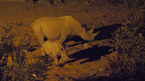 Rhino Con Sua Giovane Notte Nel Parco Nazionale Etosha Namibia — Video Stock