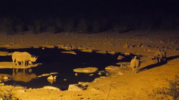 Nosorožci Kolem Vodní Díry Noci Národním Parku Etosha Namibie — Stock video