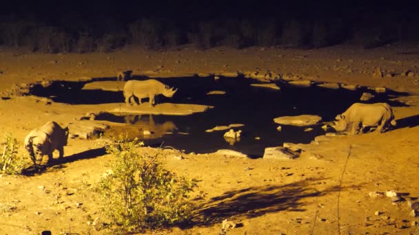 ナミビアのエトーシャ国立公園の夜の間に水飲み場の周りのサイ — ストック動画