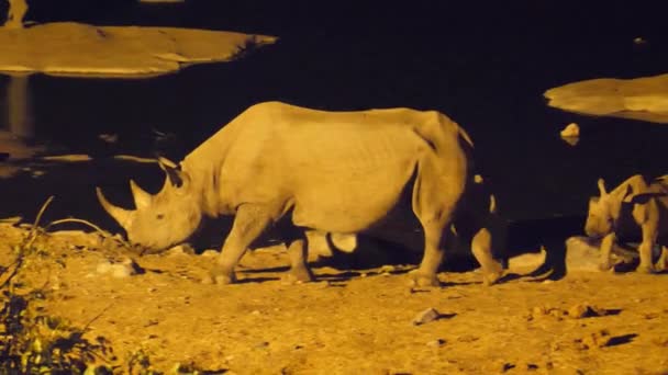 ナミビアのエトーシャ国立公園で夜の間に彼女の若い水飲み場の周りにRhino — ストック動画