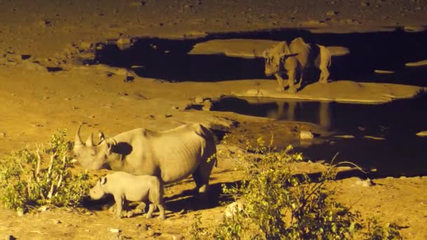 Носороги Своими Детенышами Ночью Национальном Парке Этоша Намибия — стоковое видео