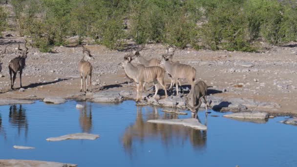 Herd Greater Kudus Pond — Stock Video