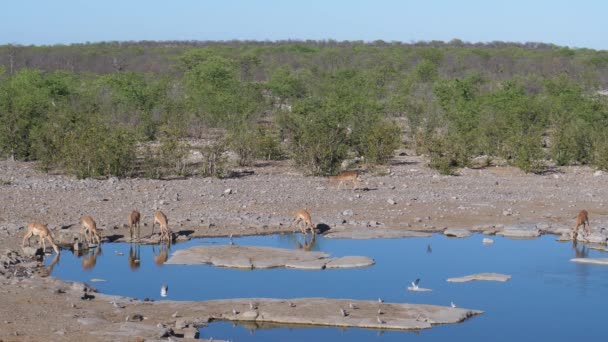 Manada Impala Alrededor Estanque — Vídeos de Stock