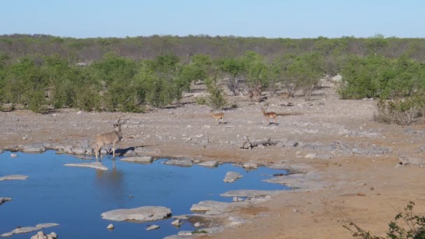 Greater Kudus Sai Uma Lagoa — Vídeo de Stock