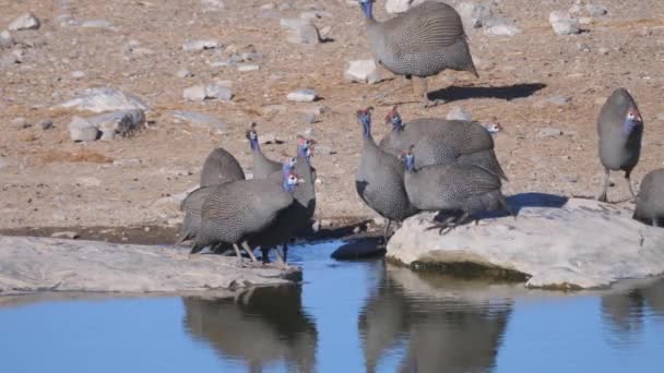 Group Helmeted Guineafowl Drinking Water Pond — Stock Video