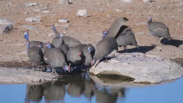 Group Helmeted Guineafowl Drinking Water Pond — Stock Video