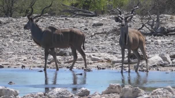 Two Greater Kudus Drinking Pond Looking — Stock Video