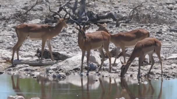 Herd Van Impala Rond Een Vijver — Stockvideo