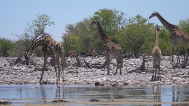 Herd Giraffe Pond — Stock Video