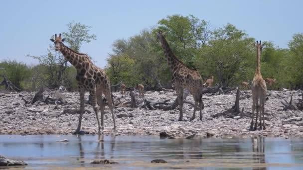 Herd Giraffe Pond — Stock Video