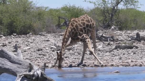 Žirafa Klaní Pití Rybníka — Stock video